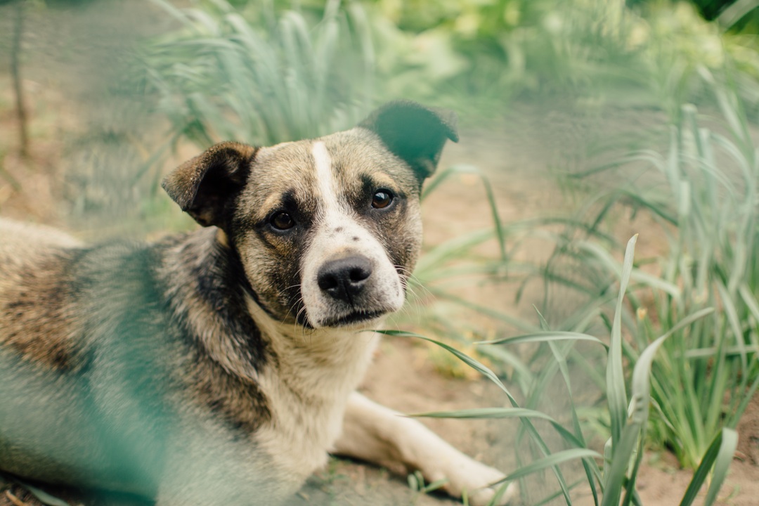 Animal Cruelty Laws by State: Is it a Crime to Abuse an Animal?