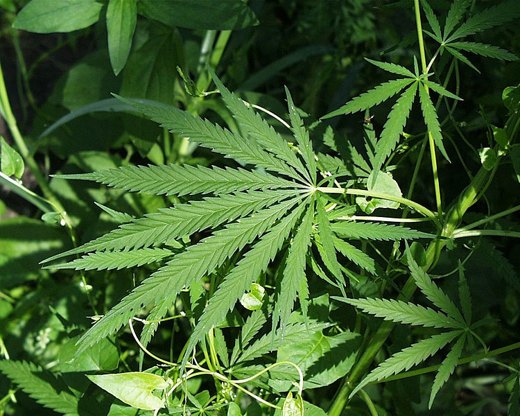 Marijuana Legalization: California Proposition 64